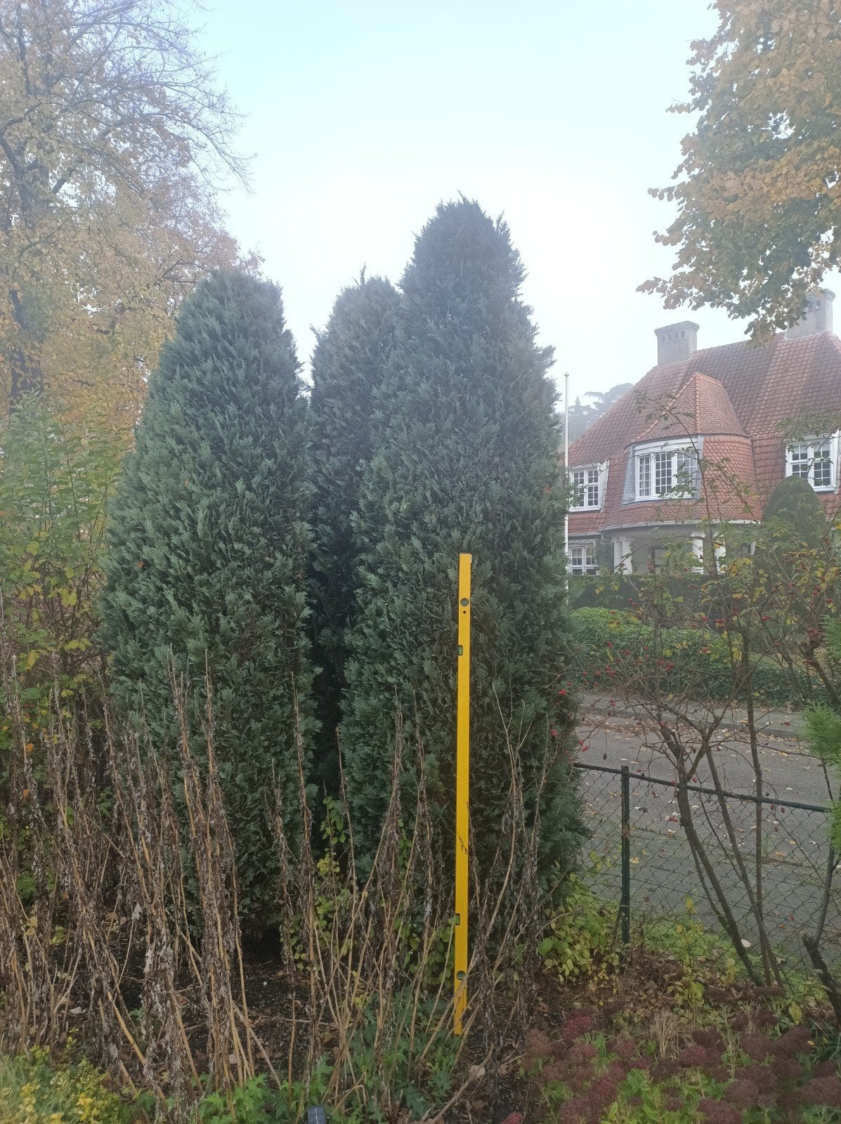 3 Hoge Coniferen voor Haag of Solitaire Struik, Ophalen, Conifeer, Struik, 250 cm of meer