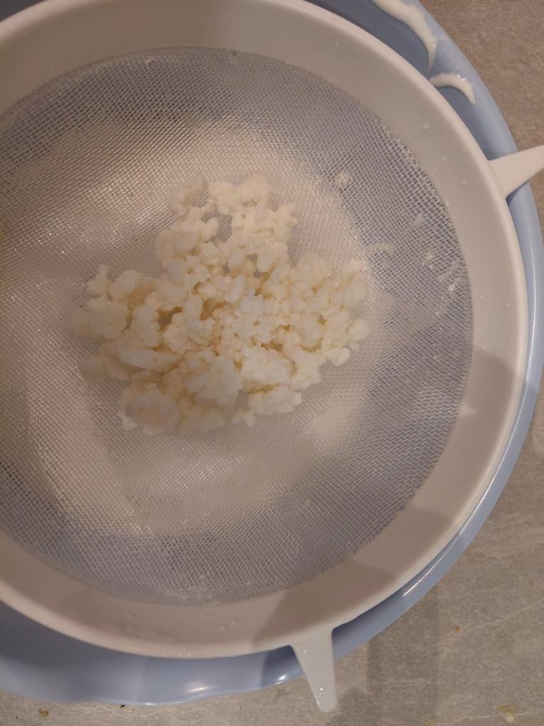 Kefir korrels melkkefir, Diversen, Levensmiddelen, Ophalen of Verzenden