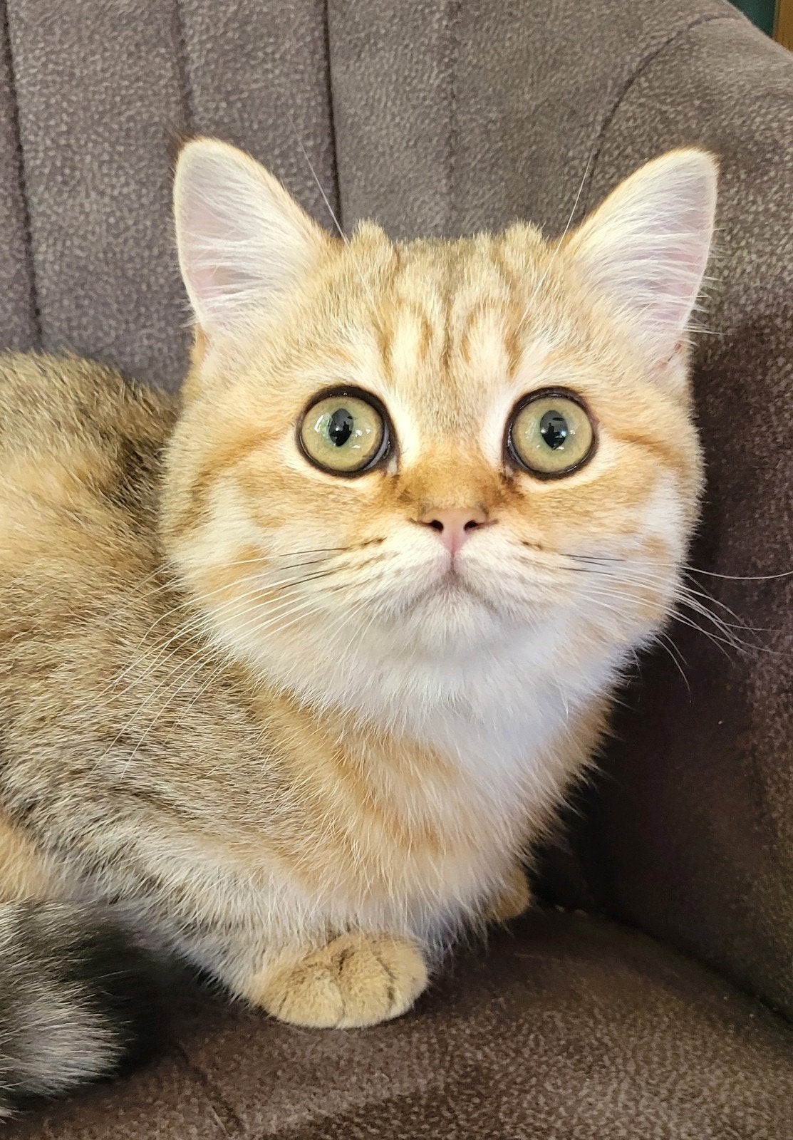 lieve Britse korthaar kittens, Dieren en Toebehoren, Poes, Ontwormd, 0 tot 2 jaar