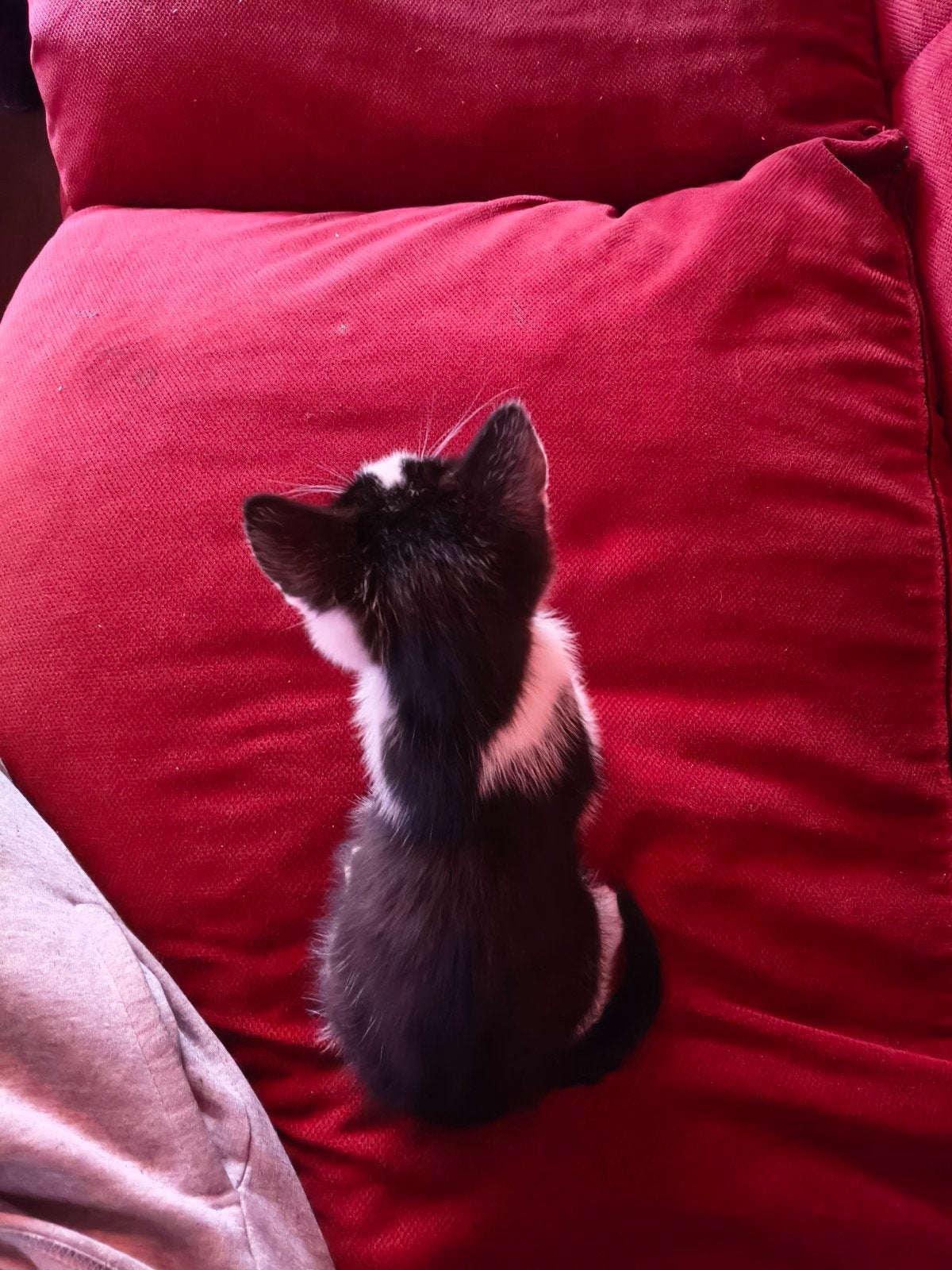 Kleine kittens, Dieren en Toebehoren, Katten en Kittens | Overige Katten