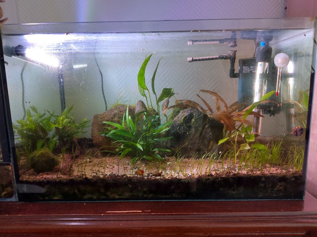 aquarium + toebehoren, Ophalen, Inclusief toebehoren, Gebruikt, Gevuld zoetwateraquarium