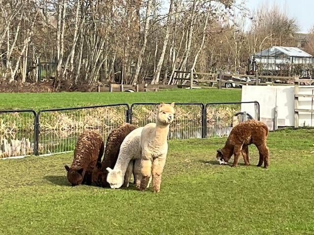 Alpaca's te koop jonge dieren en drachtige merries, Mei, Meerdere dieren