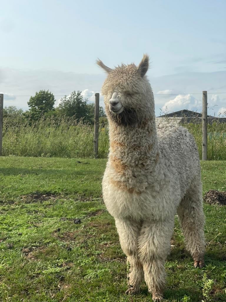 Mooie alpaca hengsten, Juni, Mannelijk