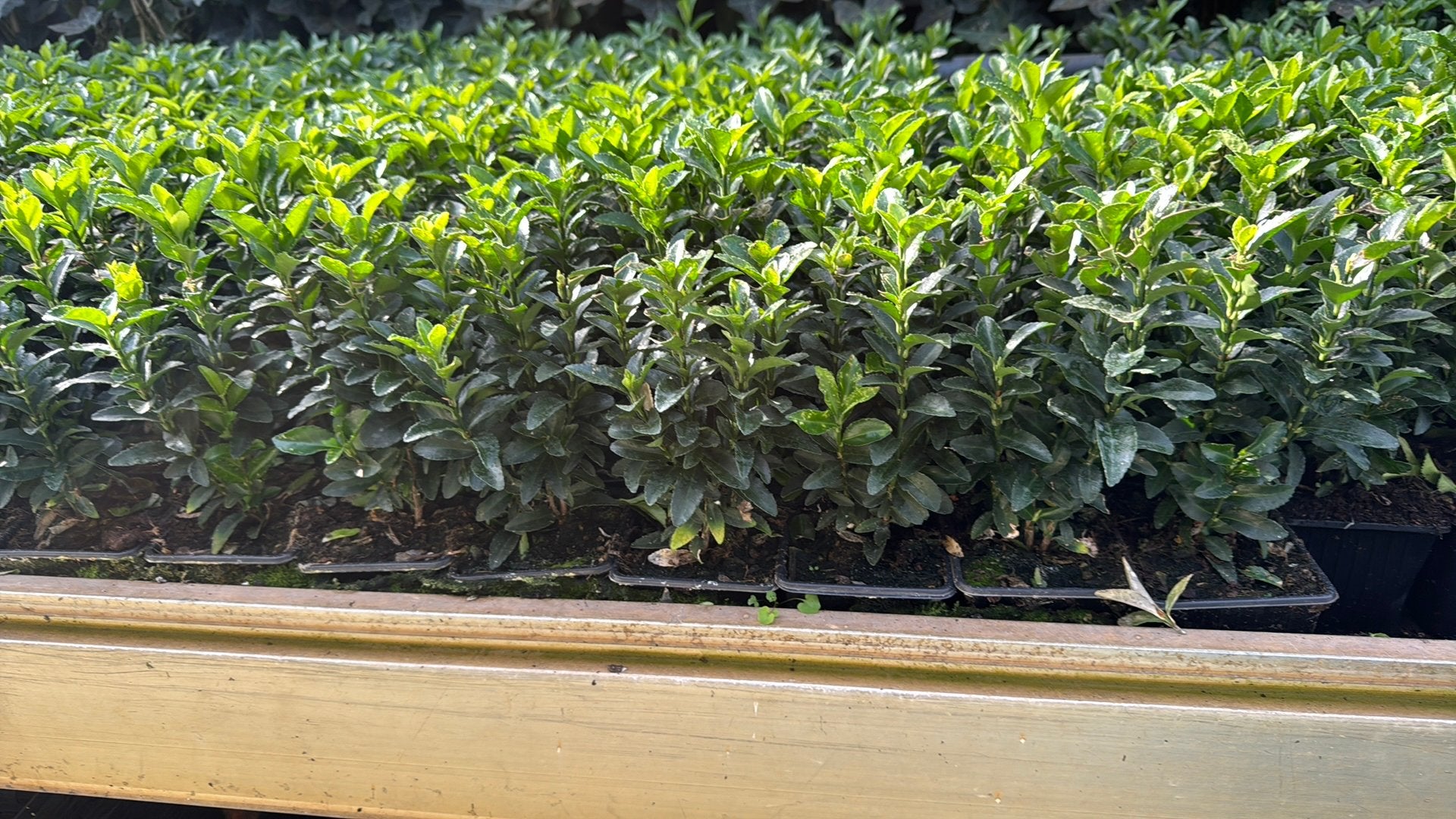 Euonymus Green Spire vanaf €0,69 Buxusvervangers vanaf €0,69, Vaste plant, Bloeit niet, Halfschaduw, Ophalen
