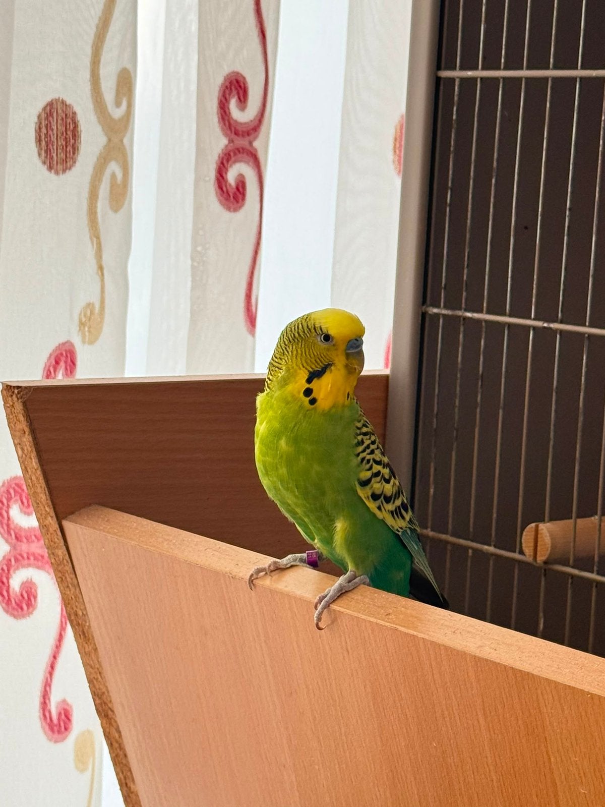 Grasparkiet mannetje met kooi, Mannelijk, Parkiet