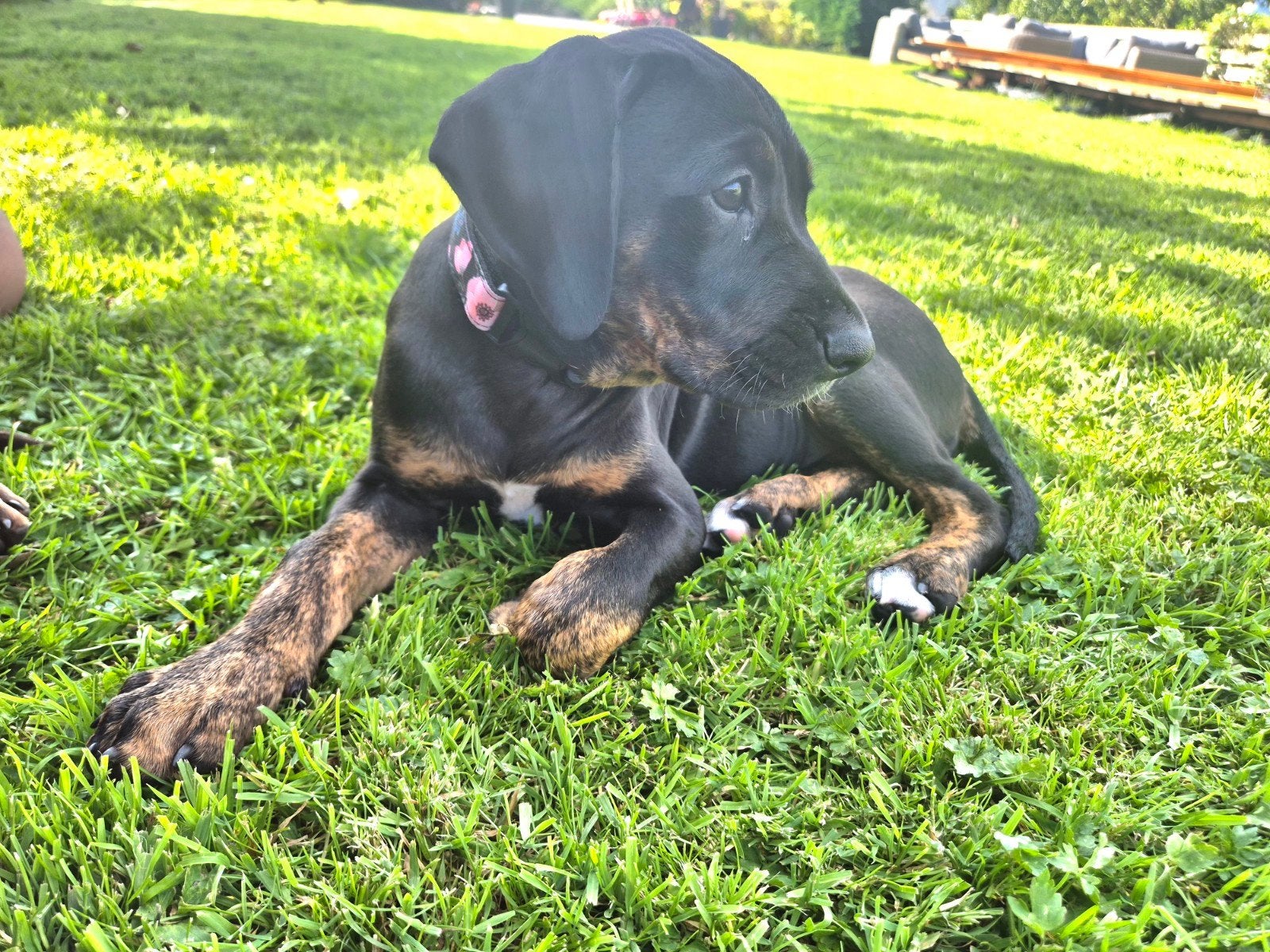 Prachtige raszuivere catahoula pups, Dieren en Toebehoren, Honden | Retrievers, Spaniëls en Waterhonden, Parvo, Overige rassen