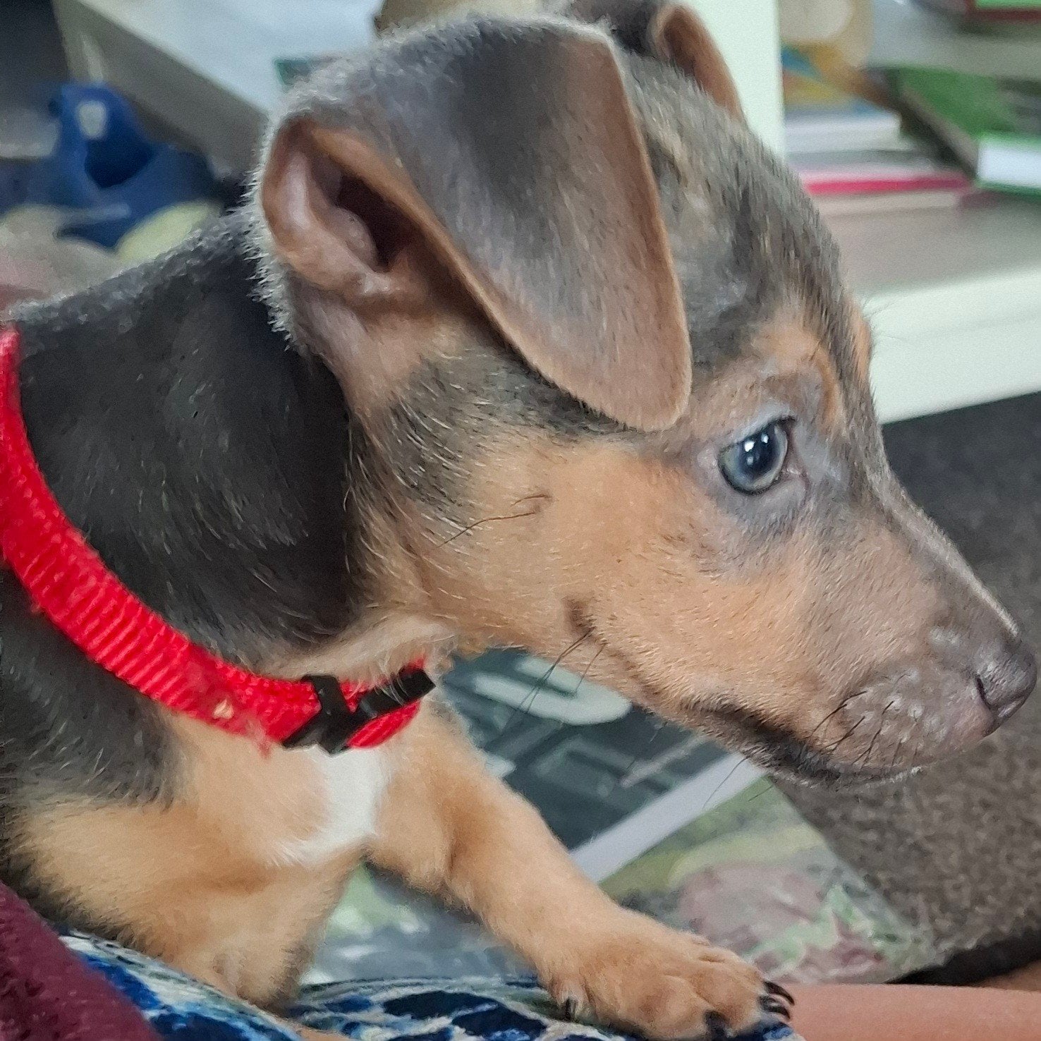 jack russel pups, Jack Russell Terriër, 8 tot 15 weken, Meerdere, Meerdere dieren