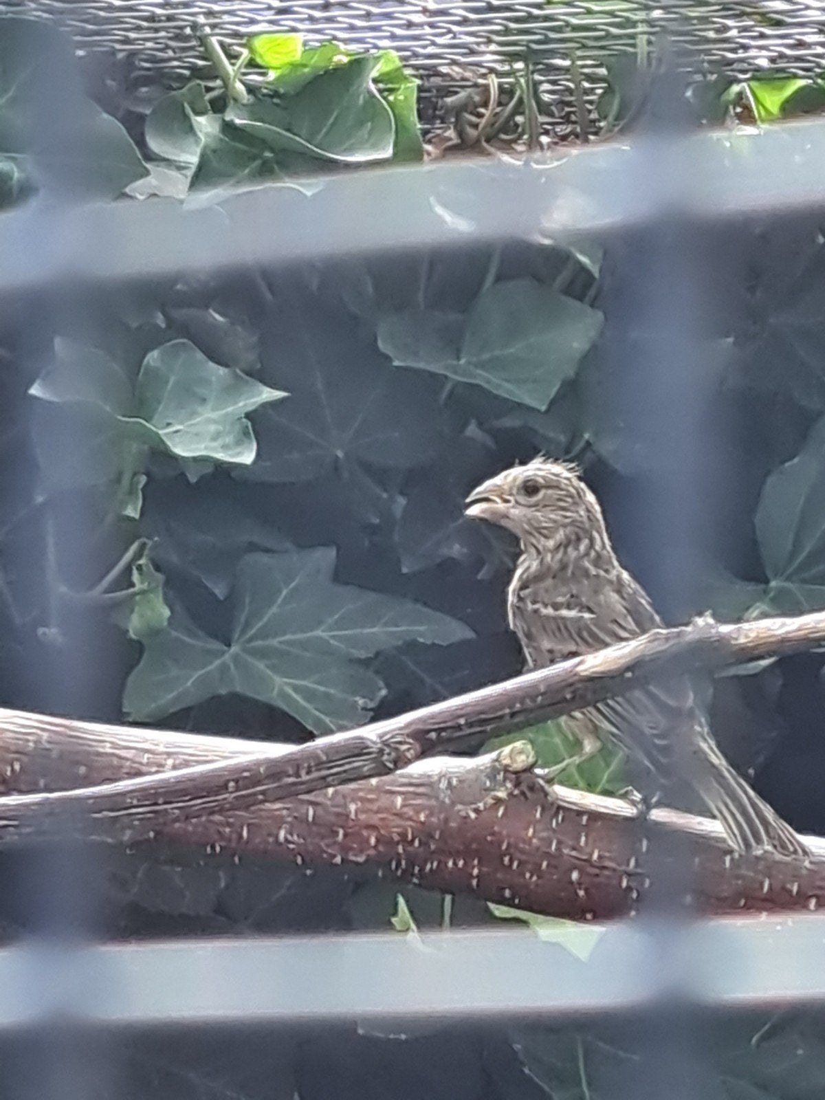 Roodmussen, Meerdere dieren, Geringd