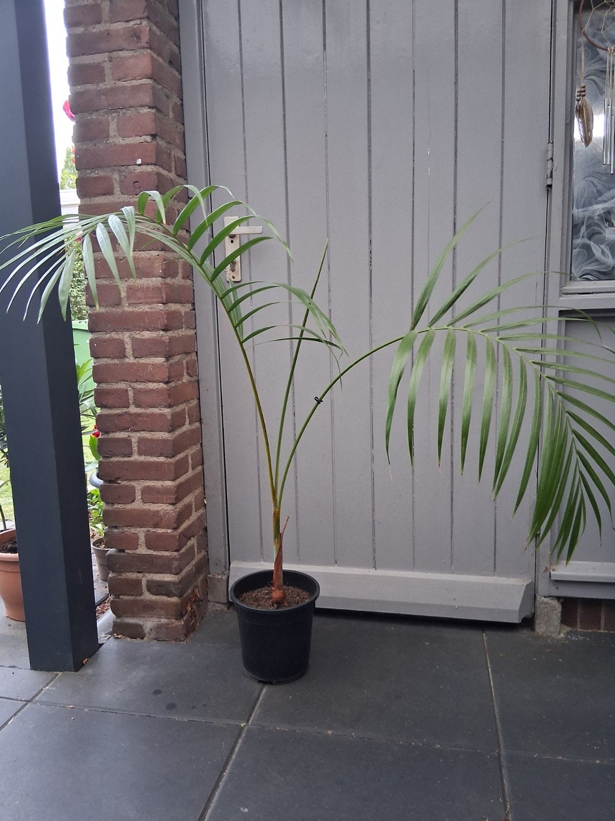 Kleine palmboom in pot, Ophalen, In pot, Halfschaduw, Minder dan 100 cm