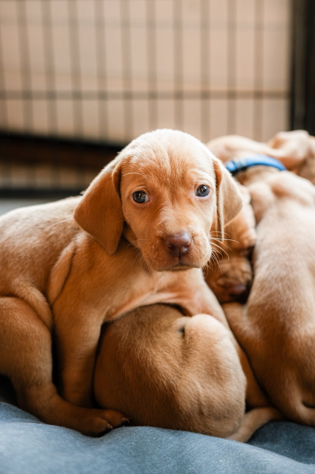 Prachtige Vizsla pups zoeken gouden mandje, Overige rassen, 8 tot 15 weken, Meerdere, Meerdere dieren