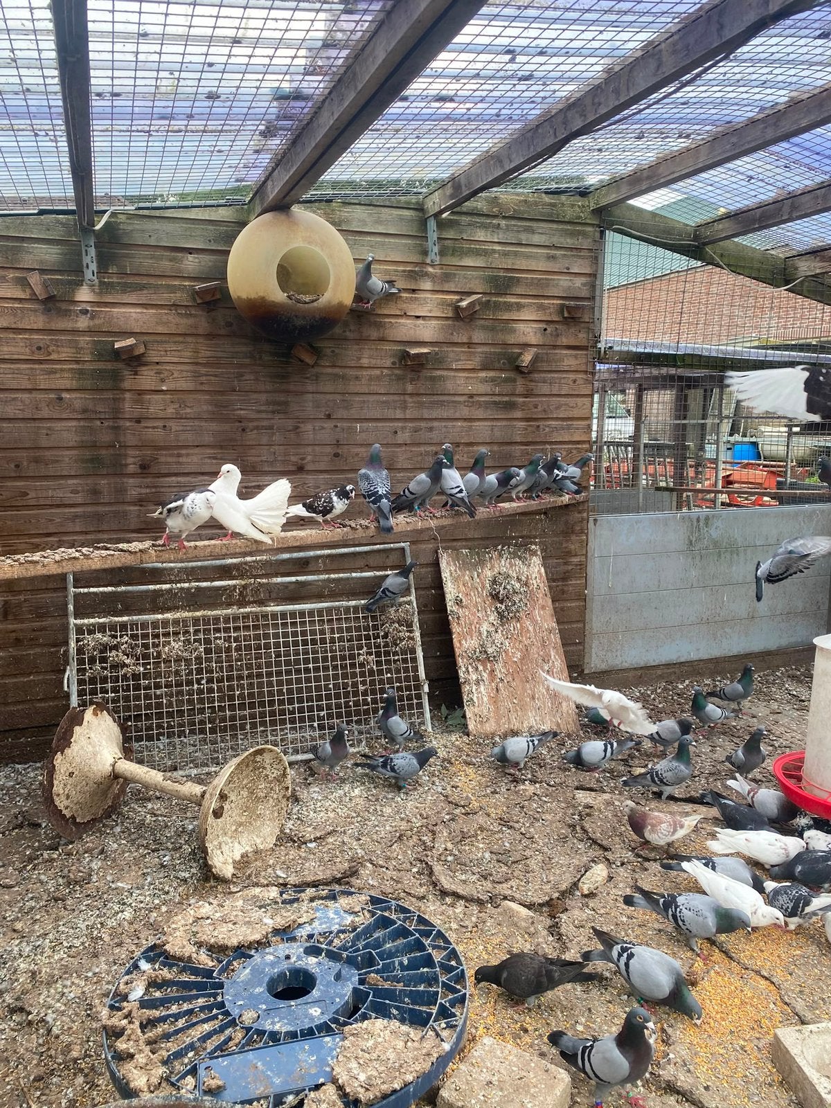 50 postduiven te koop, Dieren en Toebehoren, Meerdere dieren