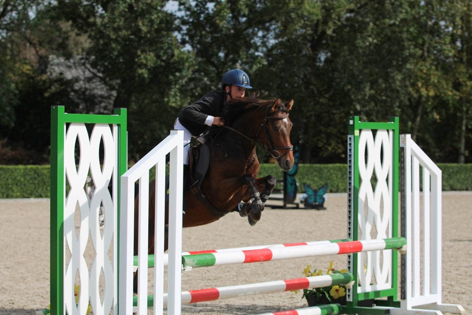 Leuke 5 jarige D pony met springkwaliteiten, Dieren en Toebehoren, Merrie, Springpony, 3 tot 6 jaar, D pony (1.37m tot 1.48m)
