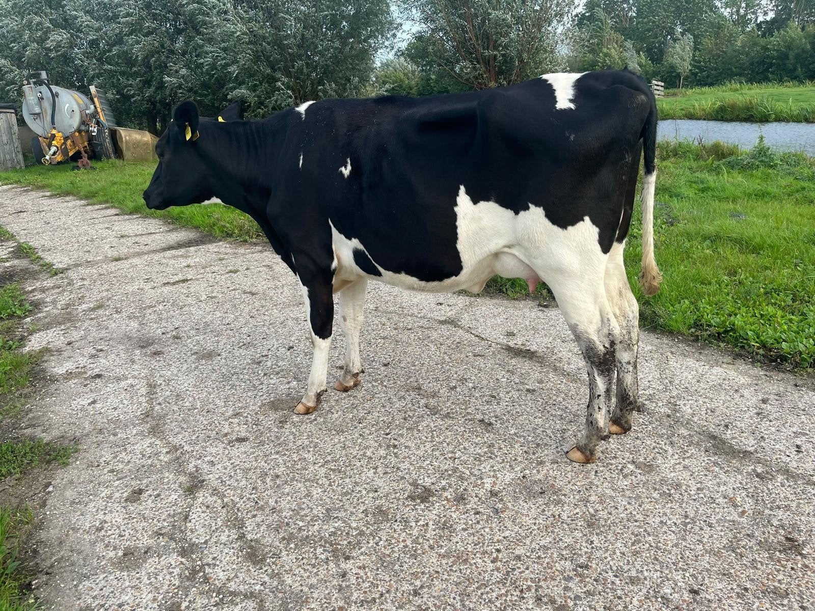 drachtige vaarzen, Dieren en Toebehoren, Vrouwelijk, 0 tot 2 jaar