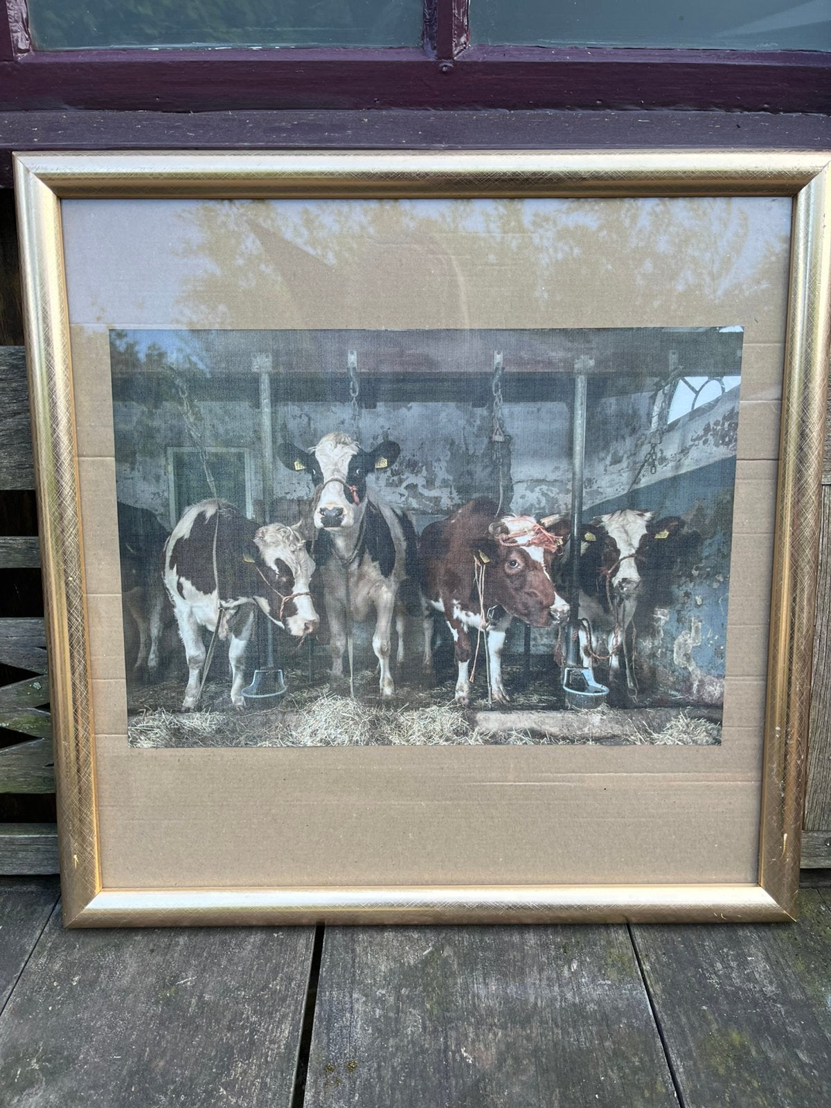 Mooie koeien print ingelijst 50 x 50, Ophalen of Verzenden