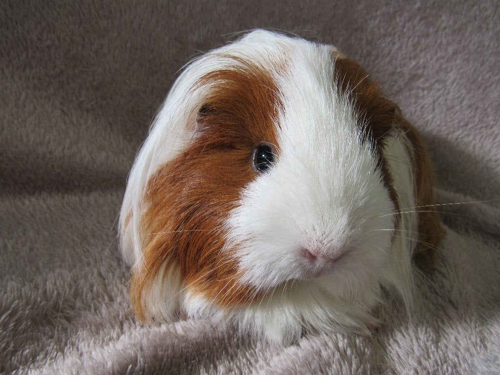 Opgroeiend sheltie zeugje, Dieren en Toebehoren, Januari, Vrouwelijk, Cavia