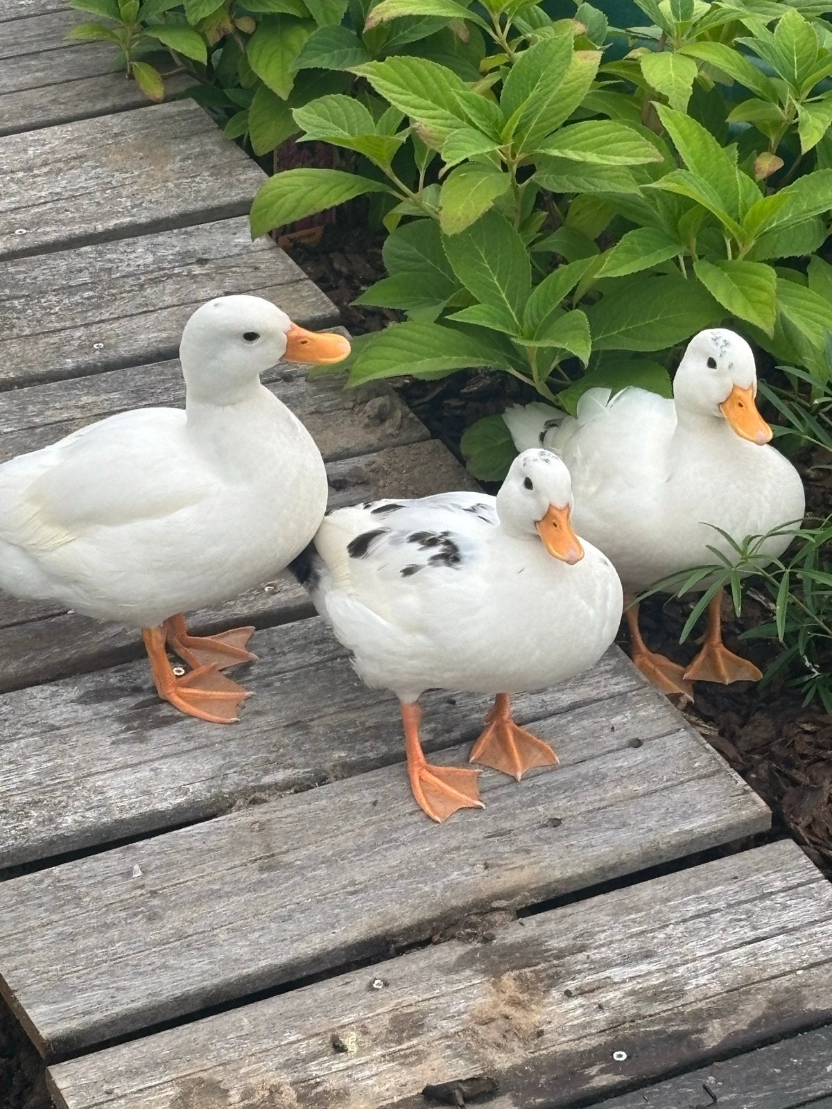 Gezocht kwaker eend, Dieren en Toebehoren, Meerdere dieren, Eend