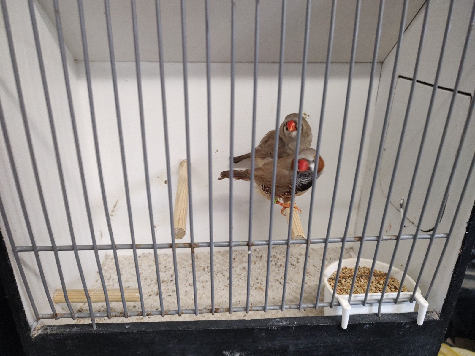 Koppel zebravinken bruin kanssplit orb zwb, Meerdere dieren, Tropenvogel, Geringd