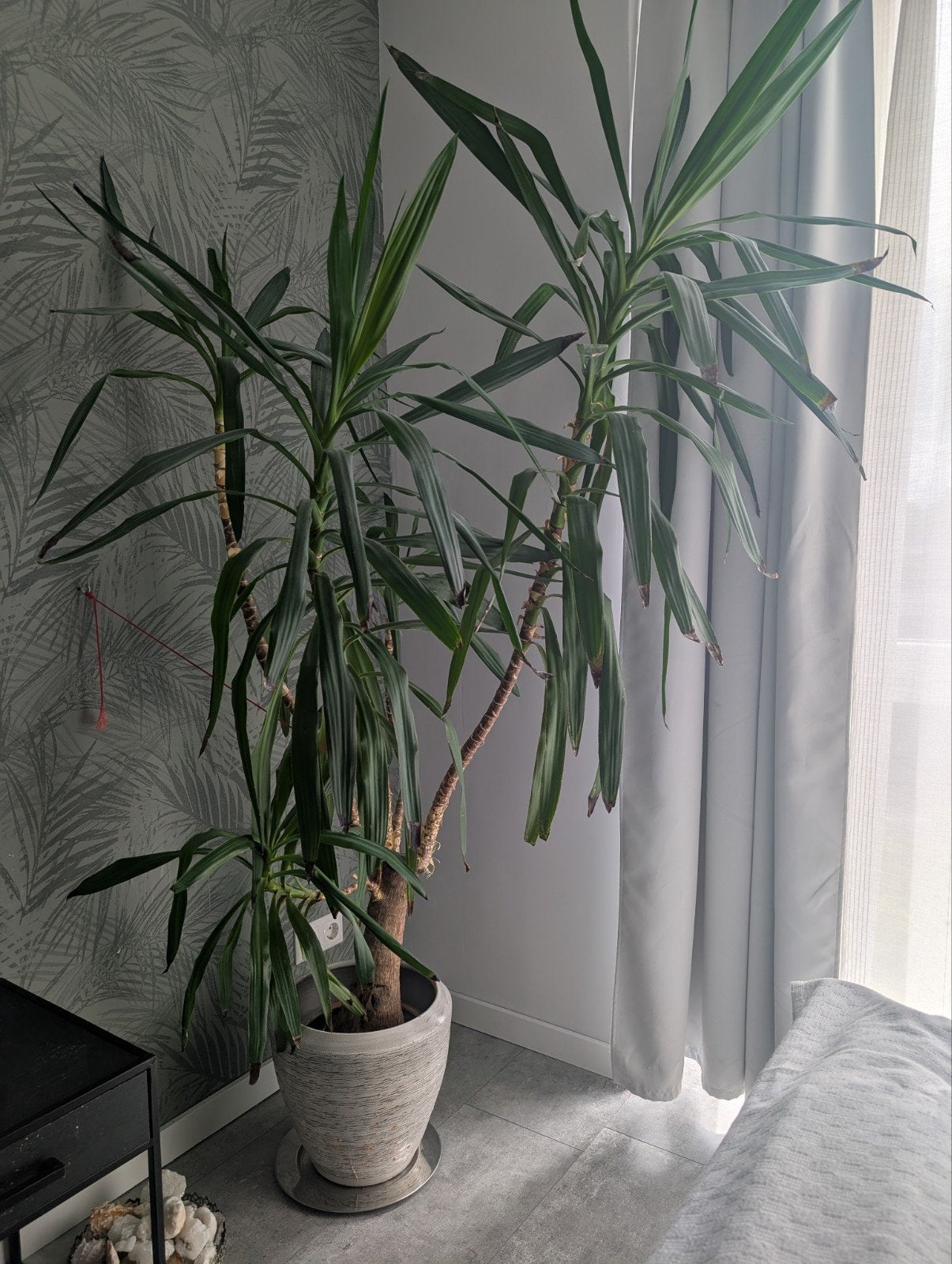 Yucca - gratis af te halen, Tuin en Terras, Planten | Tuinplanten, Ophalen, Overige soorten, Volle zon