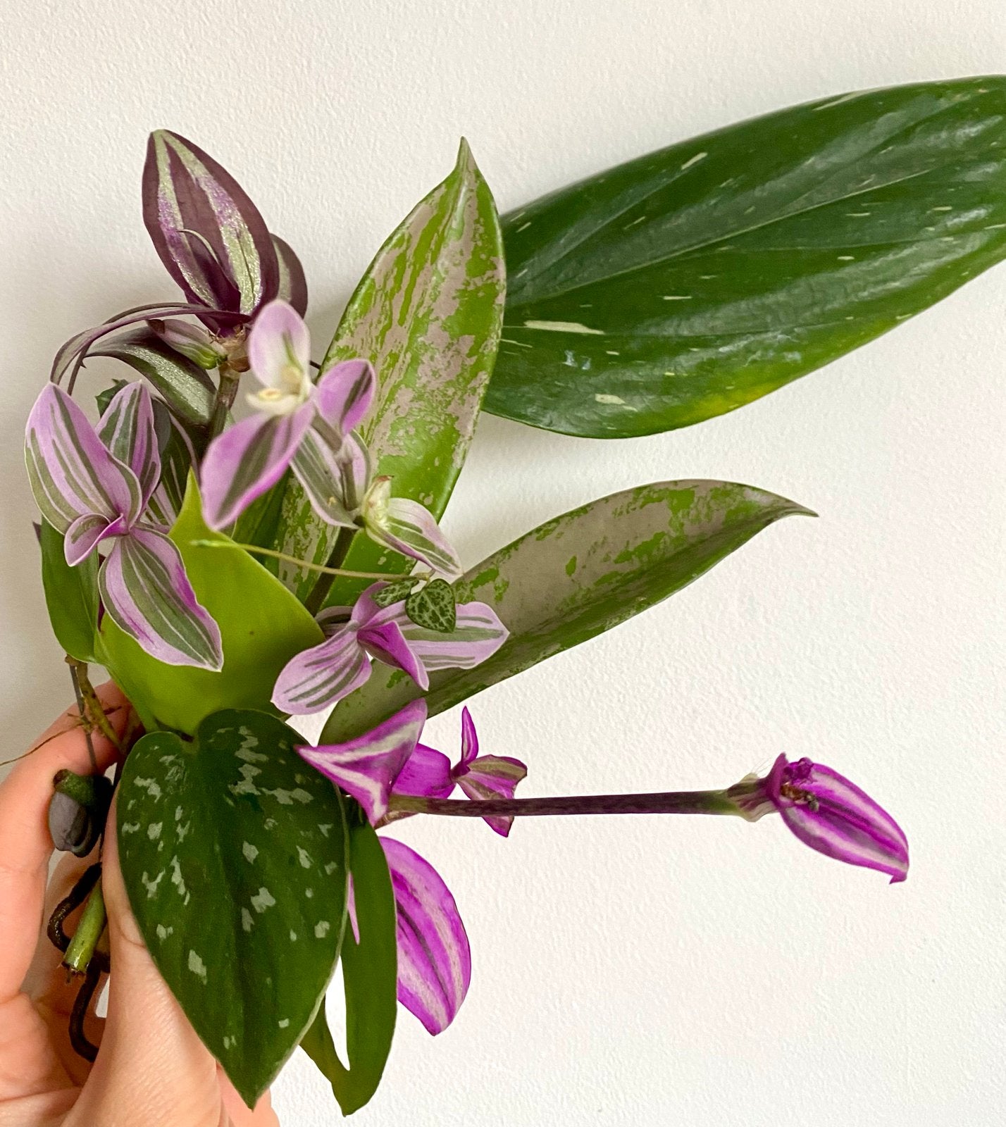 Kamerplanten Stekjes bundel 10 soortjes voor €15 euro, Overige soorten, Vaste plant, Ophalen of Verzenden, Bloeit niet