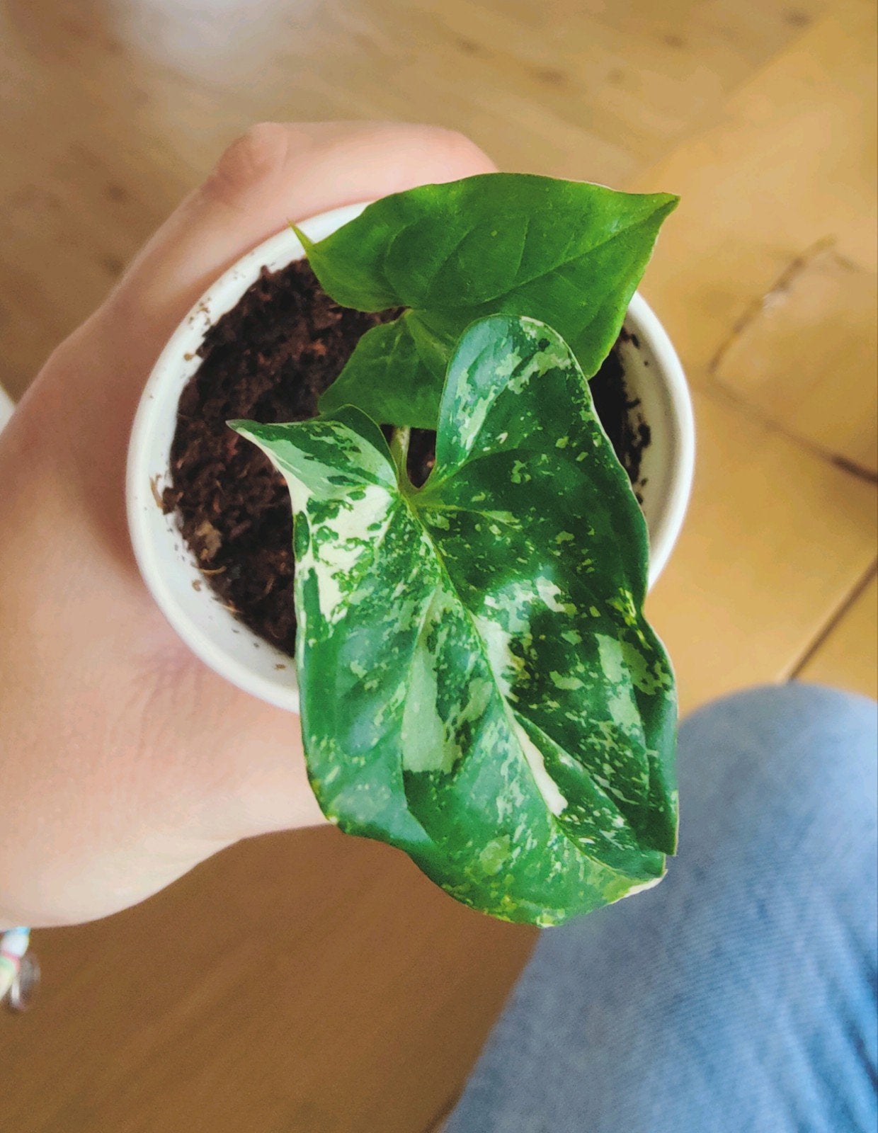 Syngonium Albo variegata, Huis en Inrichting, Kamerplanten, Ophalen, Halfschaduw, Minder dan 100 cm