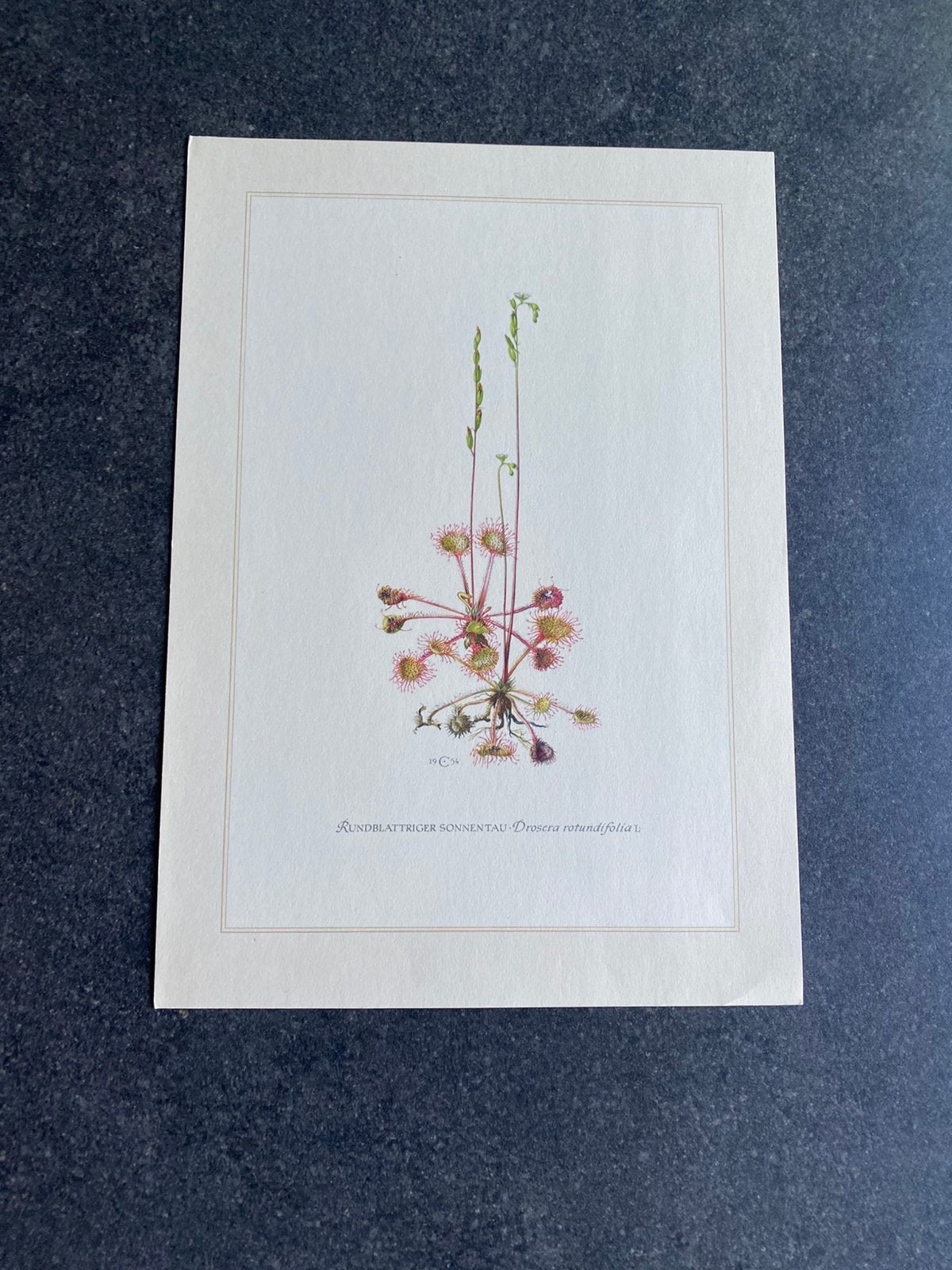 10 prenten  bloemen/planten 19x27 samen 20 euro oa zonnedauw, Antiek en Kunst, Ophalen of Verzenden, Natuur en Biologie