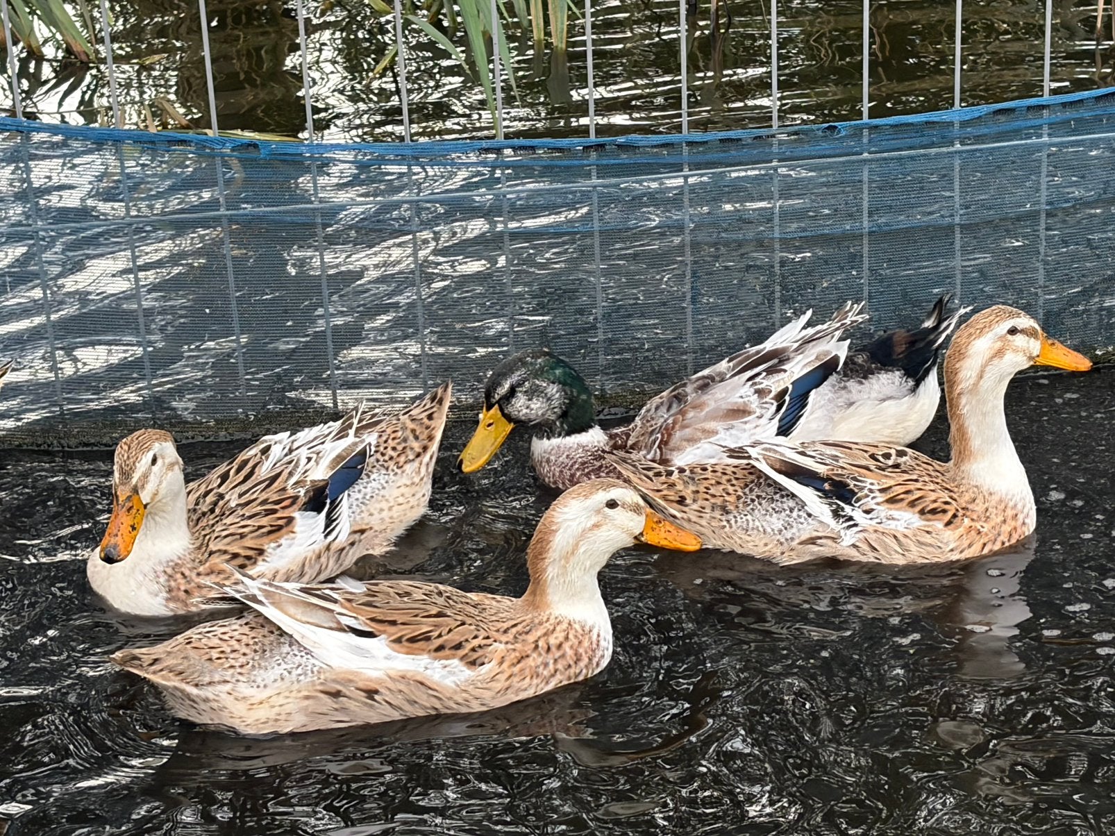 Trio Silver Appleyard Eenden (groot), Dieren en Toebehoren, Meerdere dieren, Eend