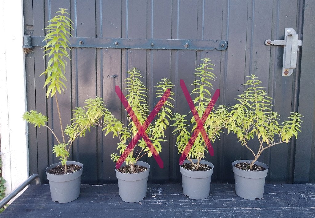 Citroen Verbena / Verveine Citronelle (nog 2 stuks aanwezig), Ophalen of Verzenden, Vaste plant, Overige soorten, Volle zon