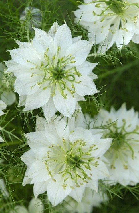 Nigella Damascena Juffertje in het Groen Zaad Zaden Wit, Ophalen of Verzenden, Voorjaar, Volle zon, Zaad