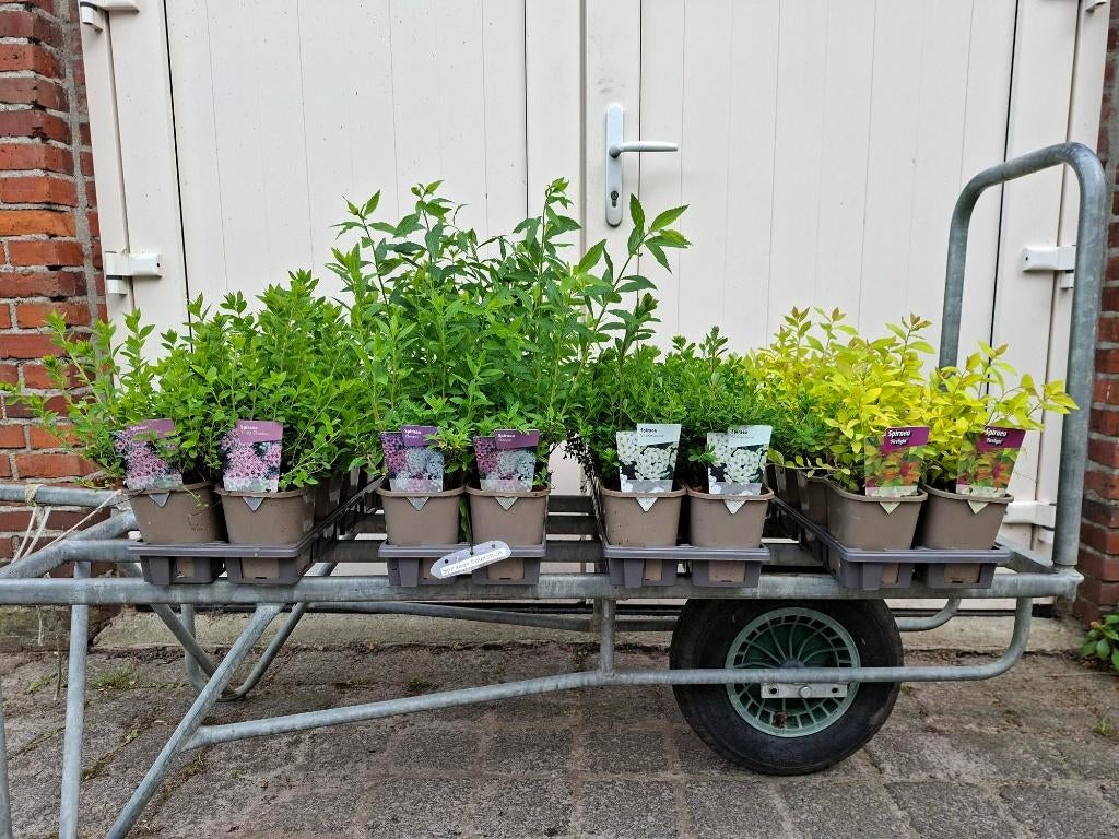 Mooie soorten Spirea (Spierstruik) in pot!, Ophalen, Overige soorten, Minder dan 100 cm