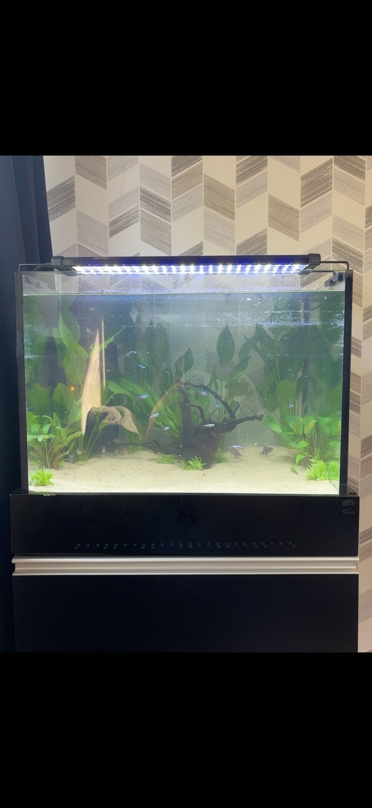100L aquarium set, Ophalen, Zo goed als nieuw