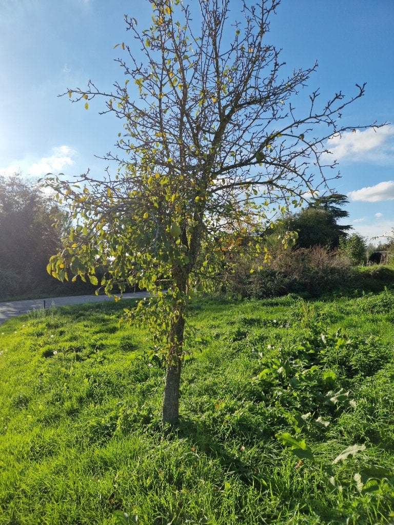 Fruitboom Jodenpeer 2 stuks, Ophalen, Lente, Volle zon, Perenboom