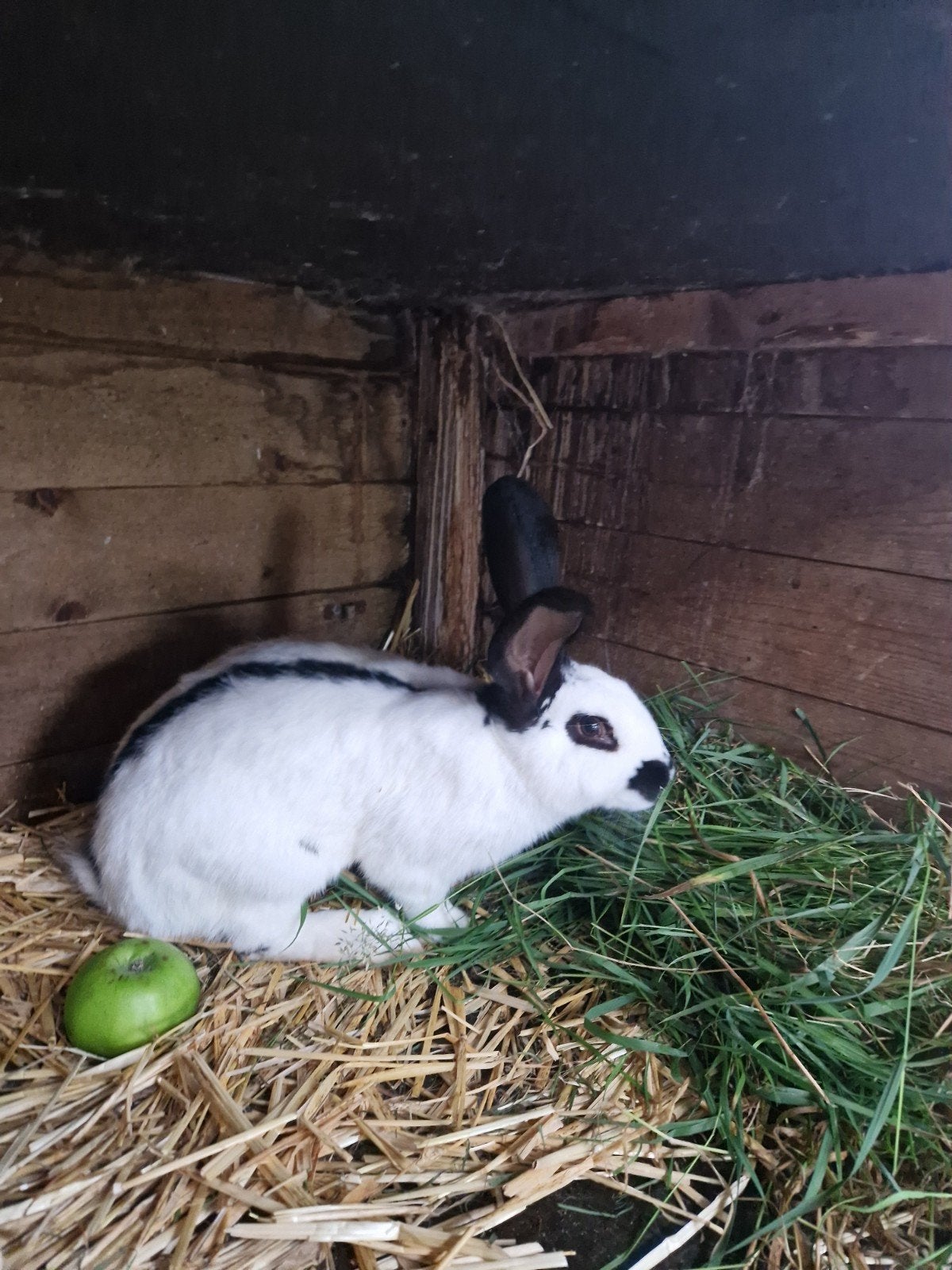 lotharinger rammetje, Mannelijk, Groot, 0 tot 2 jaar