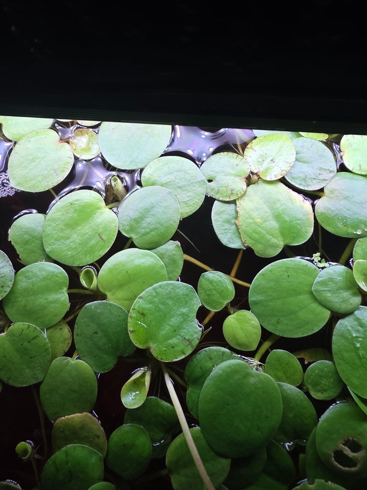 kikkerbeet voor aquarium, Dieren en Toebehoren, Ophalen, Plant(en), Steen of Hout