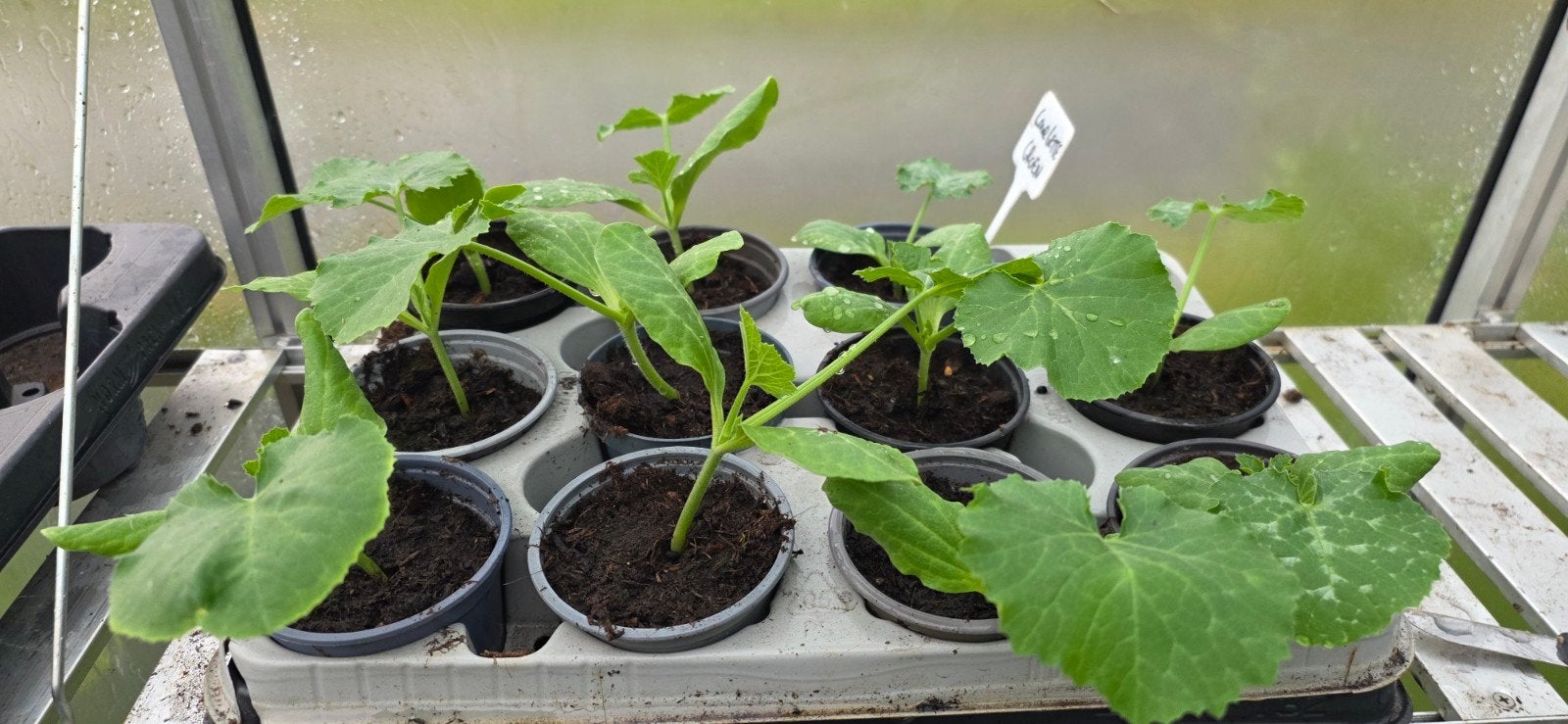 Courgette plantjes, Ophalen, Eenjarig, Groenteplanten, Volle zon