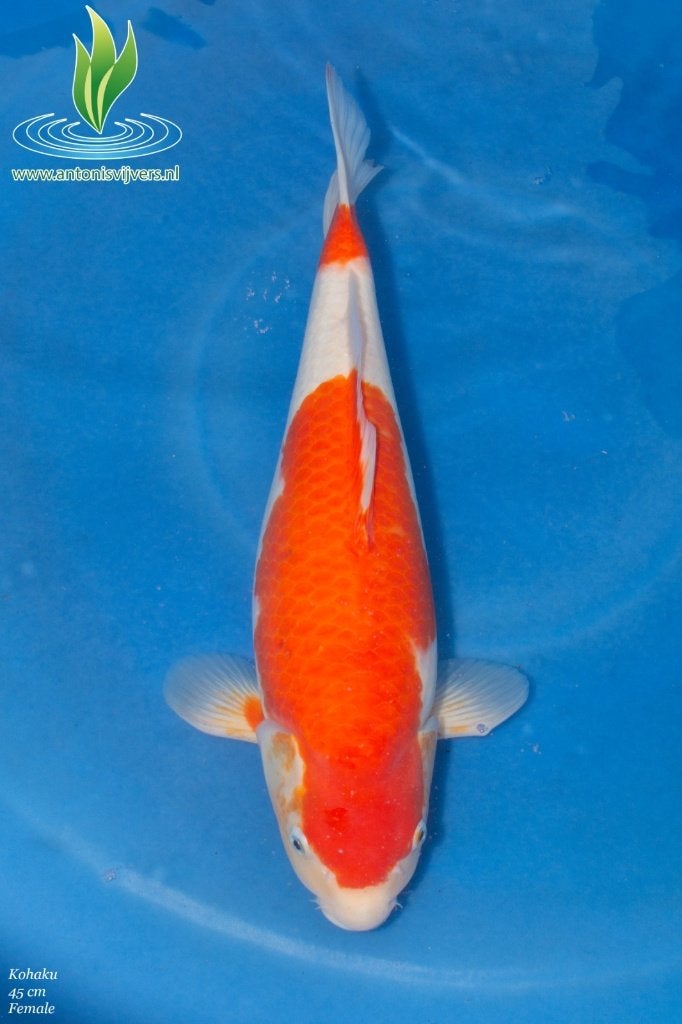 Kohaku Female, Karper of Koi