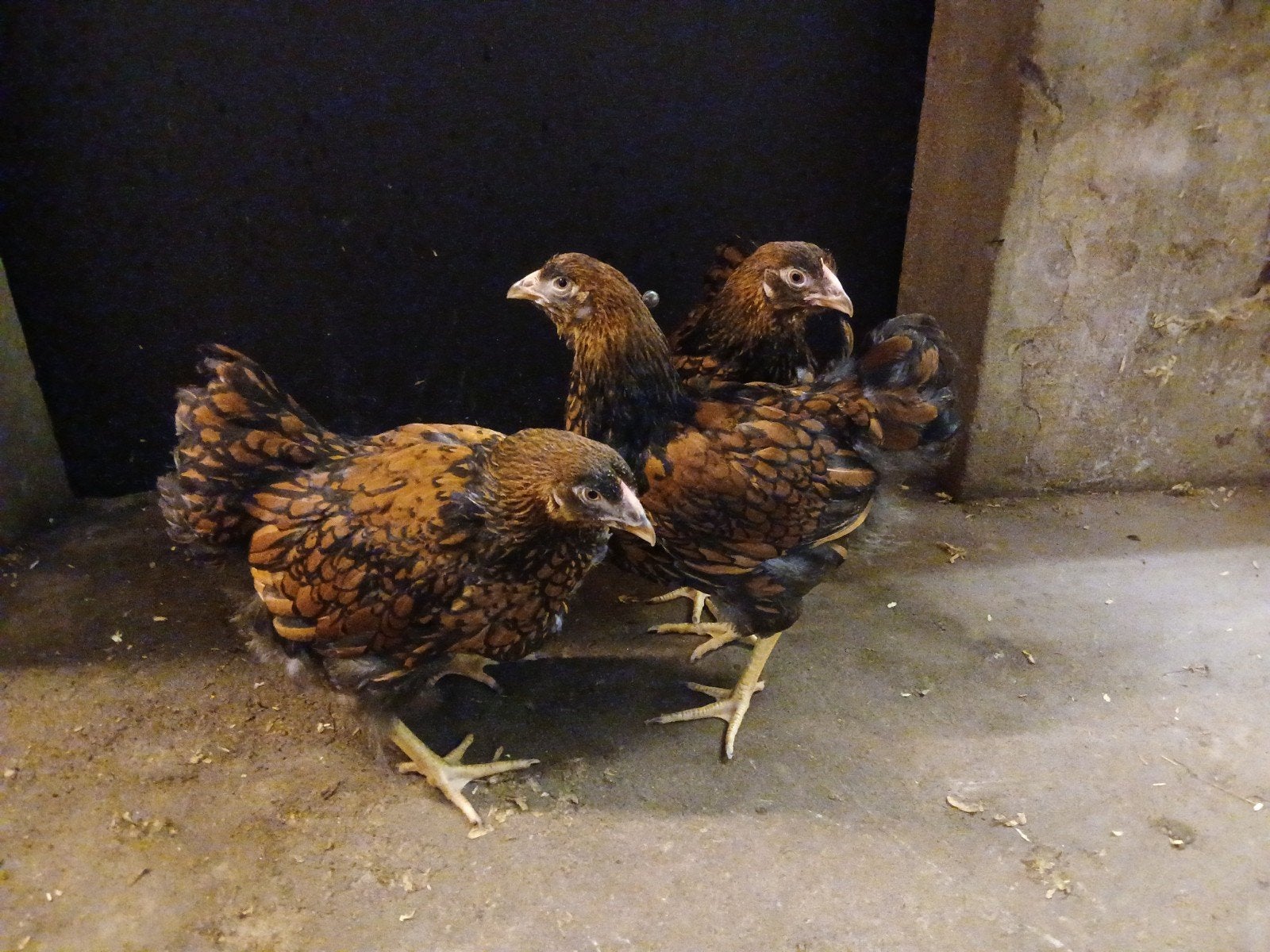 grote wyandotte in verschillende kleuren, Dieren en Toebehoren, Pluimvee, Vrouwelijk, Kip