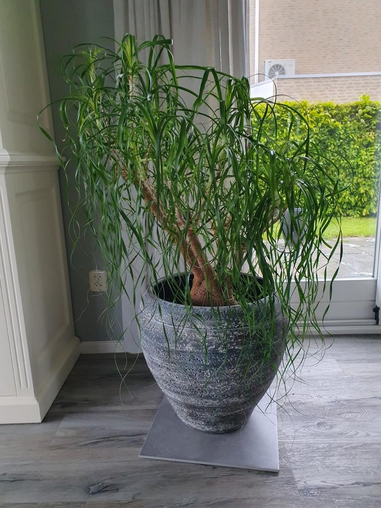 Grote Olifantspoot (Beaucarnea recurvata) - Zonder pot, Huis en Inrichting, Kamerplanten, Ophalen, 100 tot 150 cm, Overige soorten
