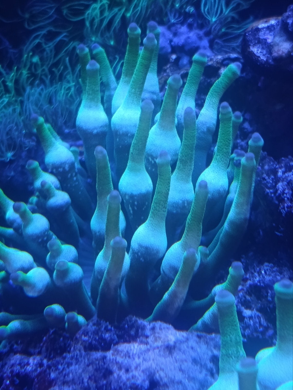Entacmaea Quadricolor Paarse Tip, Dieren en Toebehoren, Overige typen, Zoutwatervis
