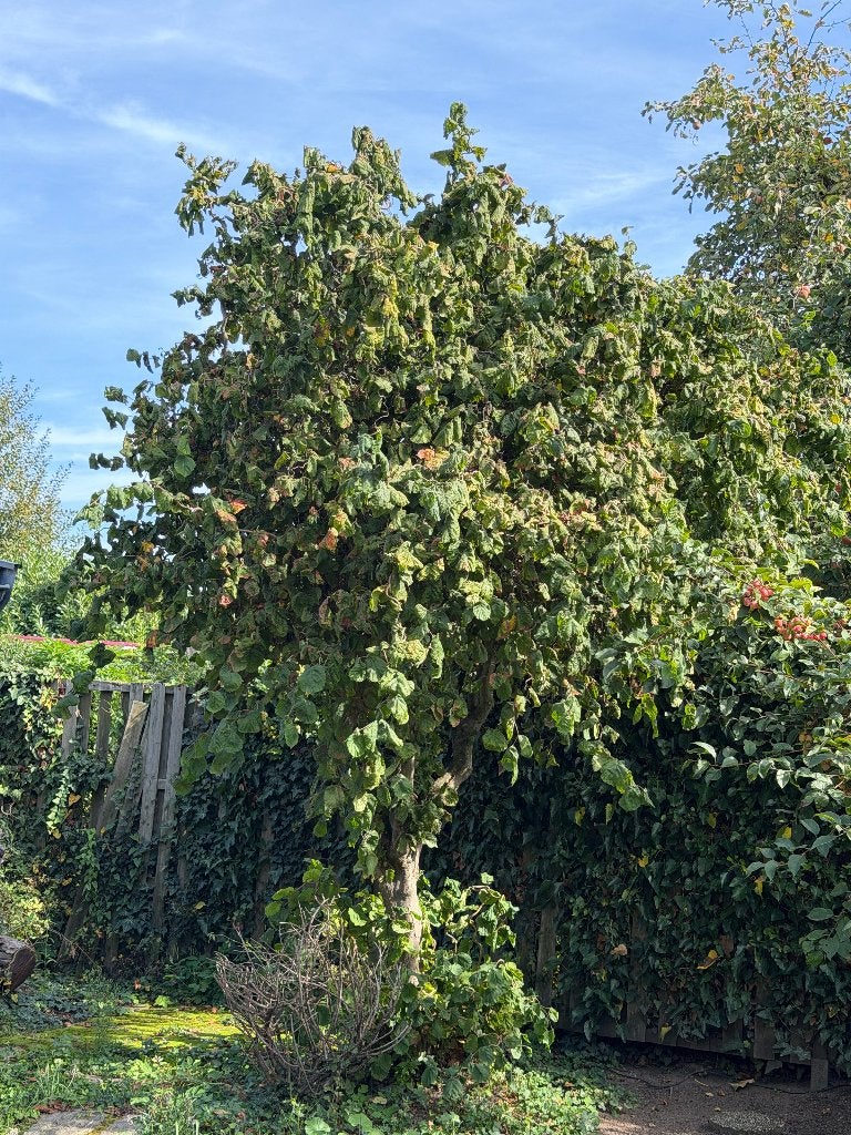 Hazelaar, Corylus avellana, Bloeit niet, Overige soorten, 250 tot 400 cm, Ophalen
