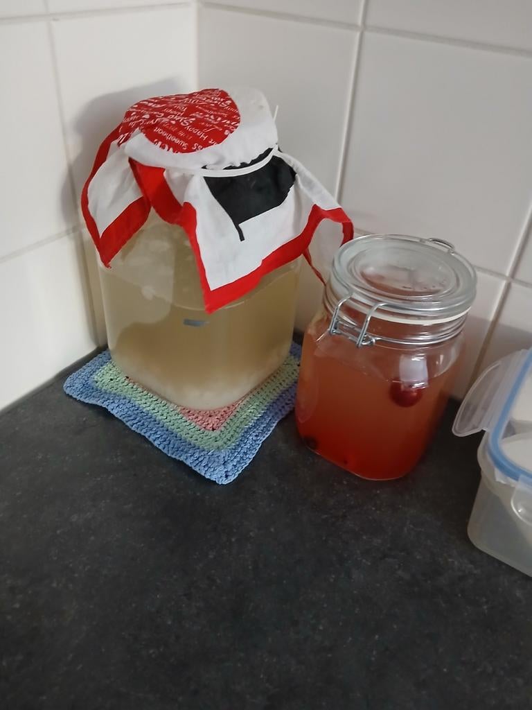 Waterkefir korrels, Diversen, Levensmiddelen, Ophalen