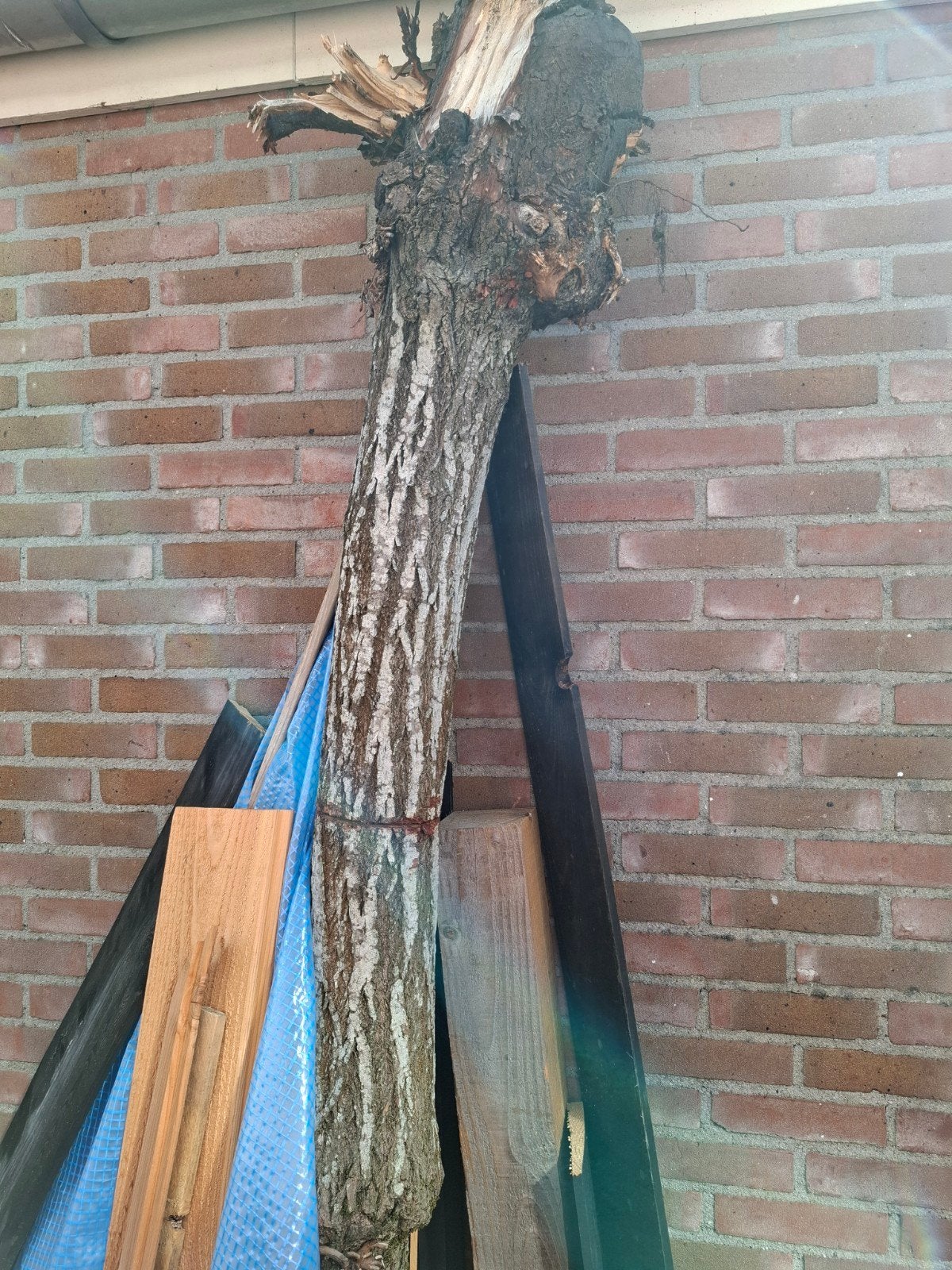 Boomstronk haardhout gratis af te halen, Minder dan 3 m³, Ophalen