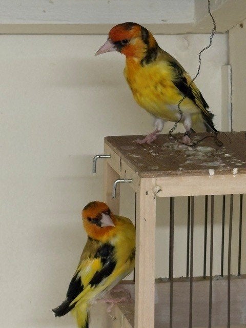 geelagaat putters, Dieren en Toebehoren, Vogels | Overige Vogels, Mannelijk, Wildzangvogel, Geringd