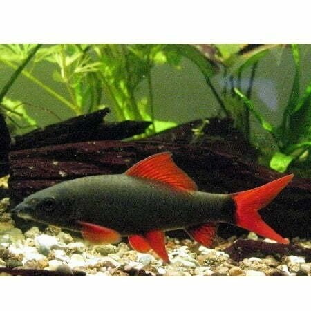 Grijze vuurstaart 2x - aquariumvis, Dieren en Toebehoren, Vis