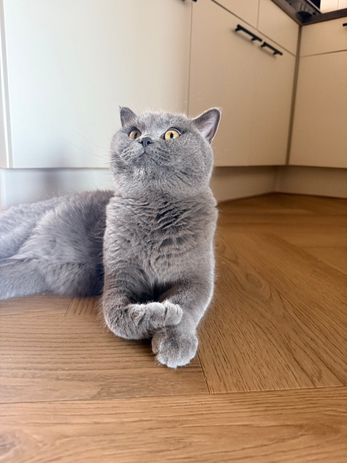 Britsche korthaar, Dieren en Toebehoren, Katten en Kittens | Overige Katten, Kater, Kortharig, 0 tot 2 jaar