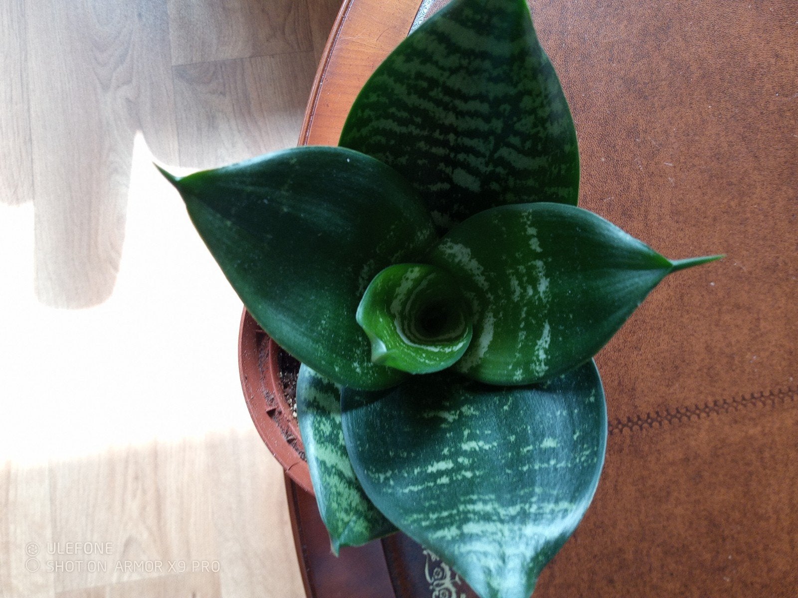 prachtige ducarana stekken, Ophalen, Groenteplant, Halfschaduw, Minder dan 100 cm