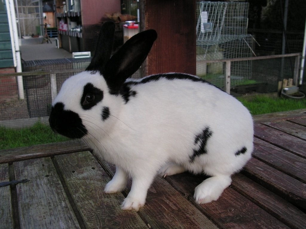 Lotharinger | Mooie konijnen | Lieve dieren | Passend advies, Dieren en Toebehoren, Konijnen, Meerdere dieren, Groot, 0 tot 2 jaar