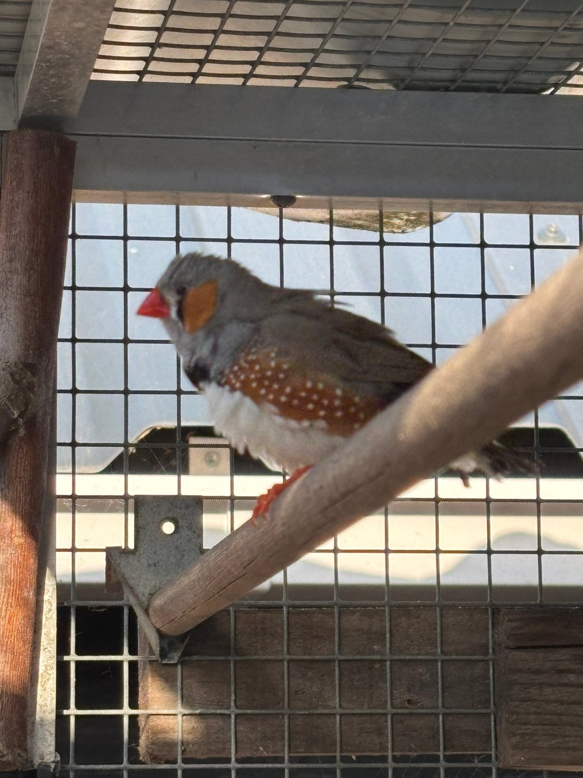 Zebravink man te koop, Mannelijk, Tropenvogel