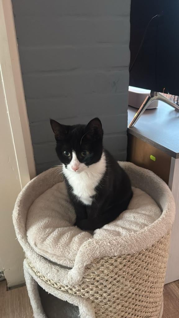 Poesje zwart wit, Dieren en Toebehoren, Katten en Kittens | Overige Katten, Poes, Kortharig, 0 tot 2 jaar
