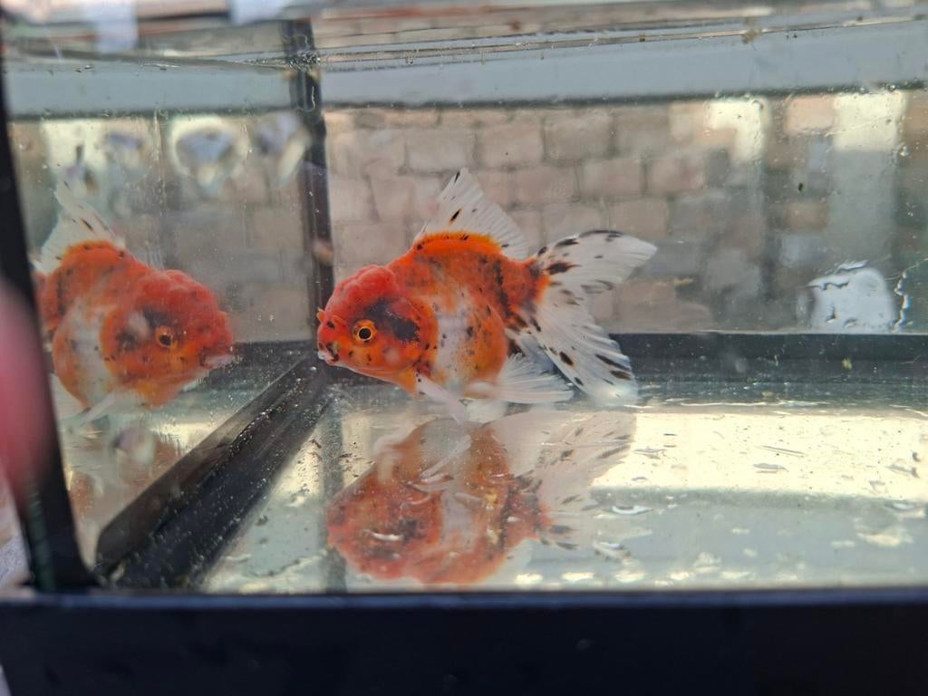 Oranda goudvis, Vis