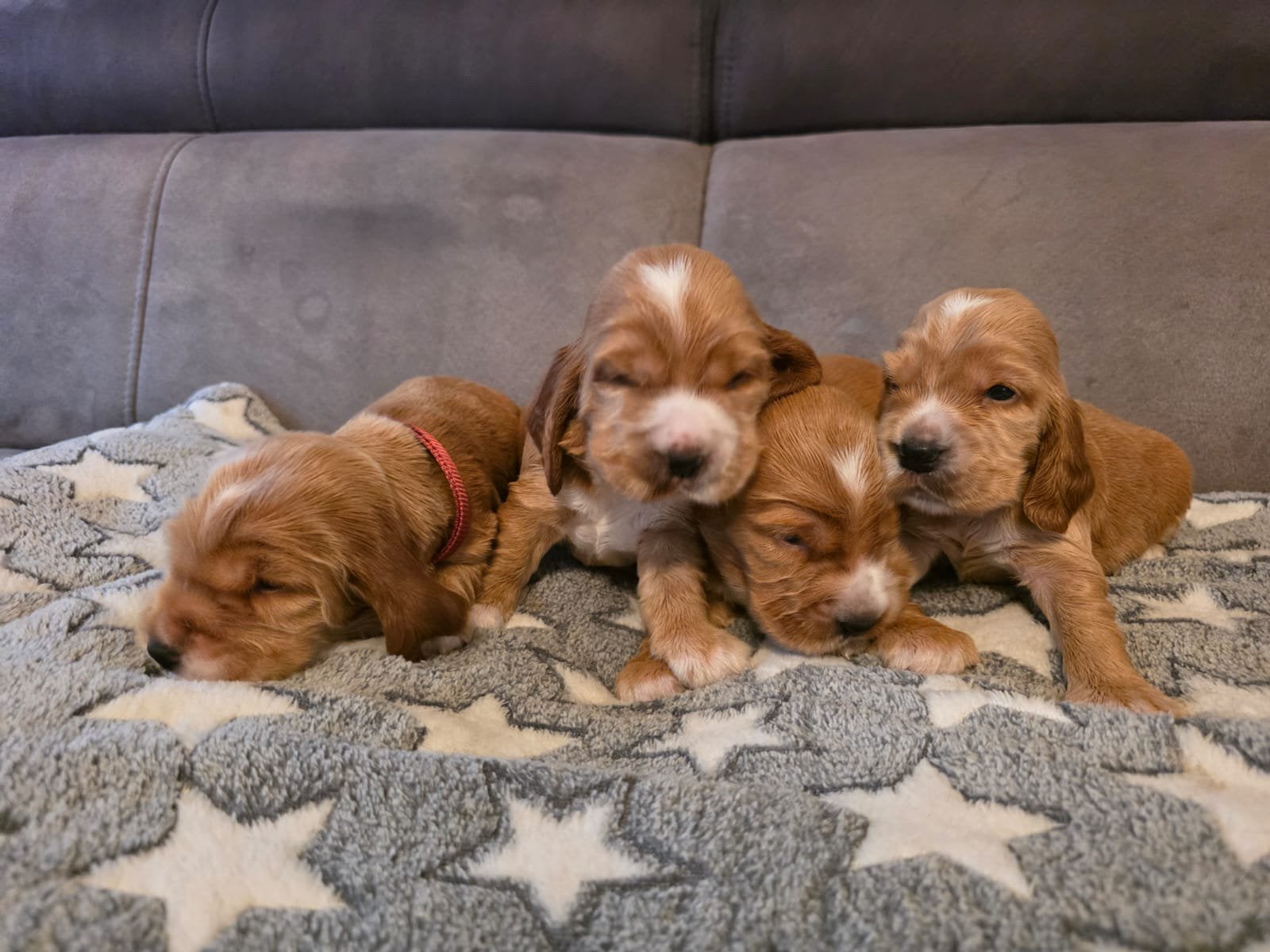 Originele Engelse Cockerspaniël pups., 8 tot 15 weken, Parvo, Meerdere, Meerdere dieren
